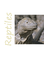 Image Thème Reptiles